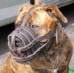 Comfortable Pit Bull dog leather muzzle