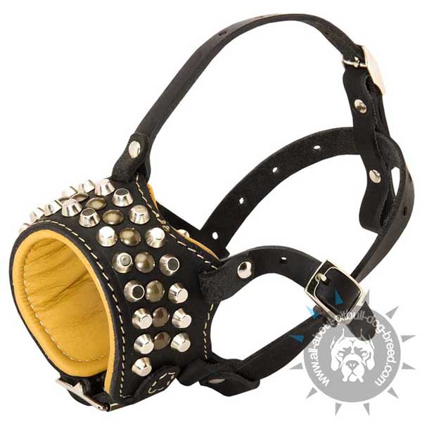 Studded leather dog muzzle for Pit Bull breed