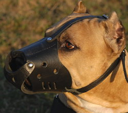 Handmade Dog Muzzle for American Pit Bull Terrier customer feedback