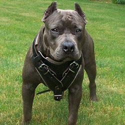 canine pitbull black dog harness
