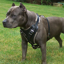 Best Leather Pitbull Dog Harness