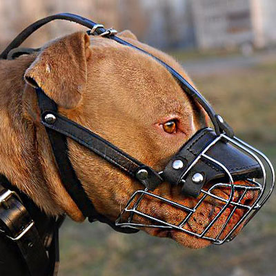 muzzle for pitbull wire basket muzzle for american pit bull terrier this muzzle is designed for muzzle for pitbull wire basket muzzle for american pit bull terrier this muzzle is designed for