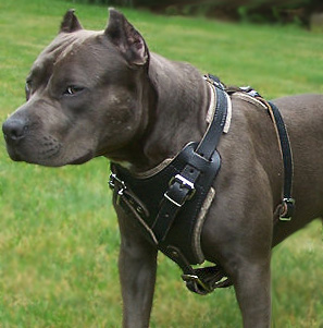Pitbull Dog Harnesses,leather dog harness