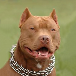 prong  dog collar,pinch collar,curogan collars,chain dog collars,dog training collars