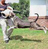 Dog protection sleeves, bite sleeves, Pitbull Training Equipment