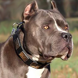 Pitbull Dog Collars,leather dog collars,nylon dog collars,leather spiked dog collars