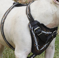 national show breed results national show all breeds national show breed results national show all breeds