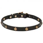 'Elegant Beauty' Leather Pitbull Collar with Brass Fittings