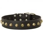 Gorgeous Wide Leather Dog Collar with Brass Studs