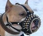 Royal Spiked Leather Dog Muzzle for American Pit Bull Terrier