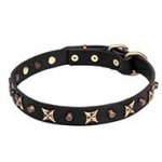 'Four Cornered Stars' Leather Pitbull Collar with Gold-like Decoration
