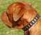 Matchless Leather Dog Collar With Plates - Wide & Comfy Wear for APBTs