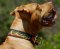 Beautiful Dog Collar - Leather Dog Collar For American Pitbull