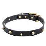 Posh Thin Leather Collar "Golden Pirate"