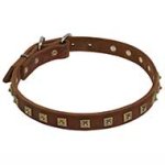 First Class Leather Dog Collar with Fascinating Brass Studs