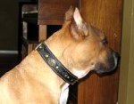 Pitbull Beautiful Nappa Padded Hand Made Leather dog collar