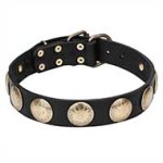 'Hip and Edgy' Leather Pitbull Collar with Brass Round Medallions