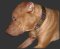 Leather Spiked Pitbull Collar-Handcrafted Leather Dog Collar
