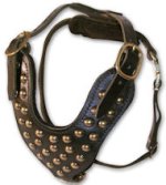 Two-Ply Latigo Dog Harness with Studs for Pitbull