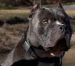 PITBULL DOG COLLAR - handmade black and brown leather dog collar