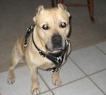 Walking Pitbull/Amstaff Harness - Leather Dog Harness