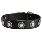 Great Nylon Dog Collar Adorned with Silver-Like Conchos
