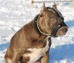 Royal Nappa Padded Leather Dog Muzzle Loop-Like