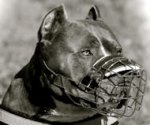 'The Silencer' Wire Basket Dog Muzzle for Pitbull