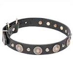 "Magic Necklace" 1 1/5 inch Wide Leather Dog Collar with Brass Engraved Circles and Small Studs