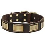 Designer Dog Collar with Old-looking Brass Plates for Pitbull