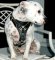 Pitbull Tracking / Walking Dog Harness for Pit Bull Terriers