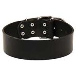 Pitbull 2 inch Wide Leather Dog Collar for Every Day