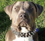 Leather Spiked Dog Collar -3 Rows Spiked Dog Collar for Pitbulls