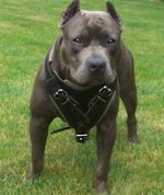Leather Pitbull Harness - BEST CUSTOM PITBULL HARNESS