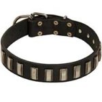 Classy Leather Dog Collar with Glaring Vertical Plates for Pitbull Dog