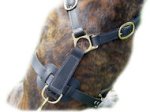 Ultimate Tracking Harness for Pitbull