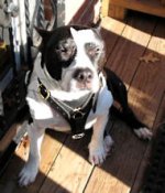 Staffordshire Bull Terrier Walking /Tracking dog harness