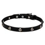 "Lucky" 20 mm Pitbull Leather Collar with Engraved Nickel Studs