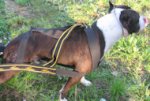 Weight Dog Pulling Harness-Heavy-Duty Nylon Harness with Strongest Spreader Bar