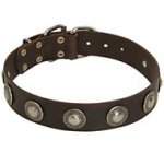 Leather Dog Collar with Silver Conchos