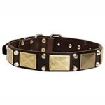 War Style Pitbull Leather Dog Collar Brass Massive Plates + 2 Pyramids