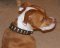 Designer Leather Dog Collar For Pitbull-American Pit Bull Terrie