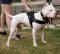 Nylon Pitbull Harness with Handle for Tracking, Walking, Training