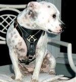 Pitbull Tracking / Walking Dog Harness for Pit Bull Terriers