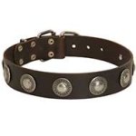 Gorgeous Wide Leather Dog Collar With Silver Conchos for Pitbull