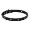 "Sparkling Beauty" Leather Dog Collar with Engraved Studs of Chrome Plated Steel