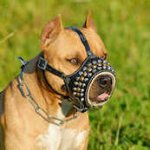 Royal Pyramids with Studs Leather Dog Muzzle for Pitbulls
