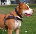 Pitbull leather dog harness for tracking, pulling and walking