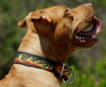Beautiful Dog Collar - Leather Dog Collar For American Pitbull