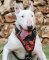 Bull Terrier designer leather dog harness- Hand painted harness
